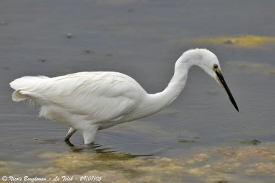 LITTLE EGRET