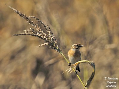 WHINCHAT