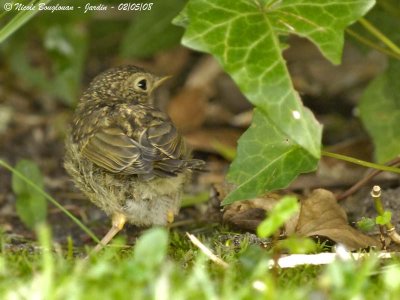 EUROPEAN ROBIN juv