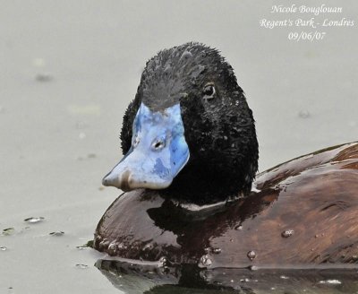 MACCOA DUCK - OXYURA MACCOA - ERISMATURE MACCOA