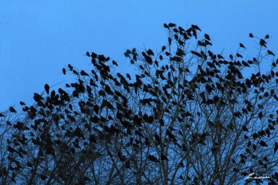 crows 2009  6251