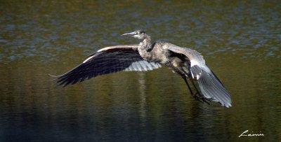  heron's  flight 2760