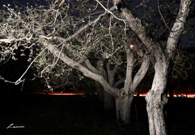 orchard 4736 light painting 