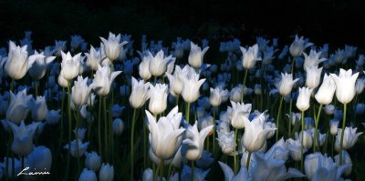 tulips 5123 light painting 
