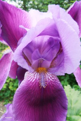 iris 5821