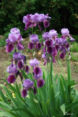 iris 5785