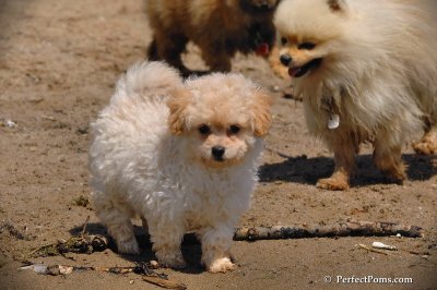 Blanche Female Pomapoo