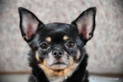 Adult female Chihuahua Lucky  $300
