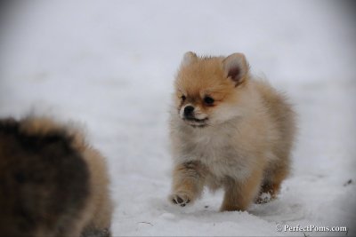 Pomeranian Puppy Now Available