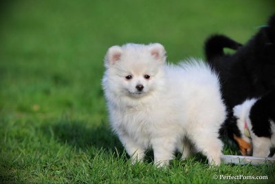 Snowflake  white female Pomeranian