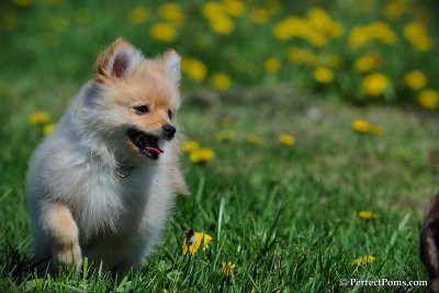 Registered Pomeranian Females