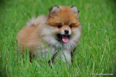 Sunshine male Pomeranian