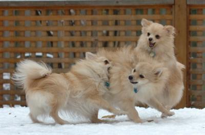 Nov 24d/05     Snow Dogs  ! !