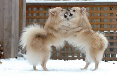 Nov 24c/05     Snow Dogs  ! !