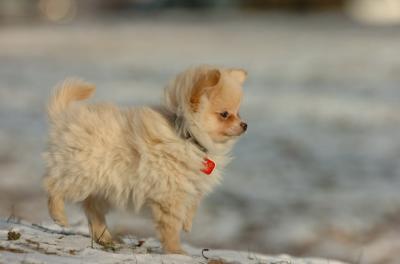 Dec6_05_338.JPG