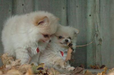 Dec7_05_499.JPG