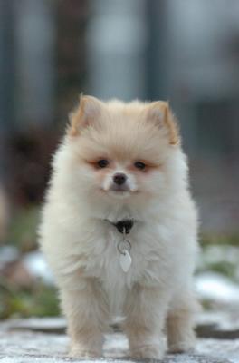 The Tiny Blonde Pure Pomeranians