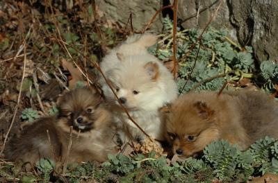 Jan 15a/06   The Newest Pomeranian Puppies