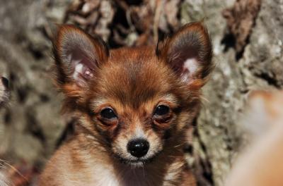 Teacup Chihuahua Pomeranian male