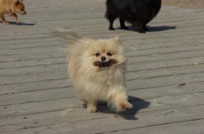 Apr2_06_137.JPG
