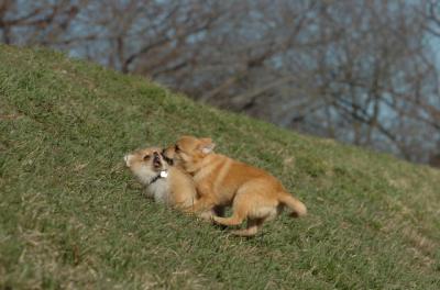 Apr8_06_400.JPG