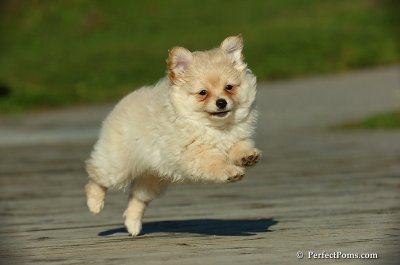 Blonde Male Pomapoo