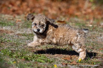 Brindle female Toy Poodle