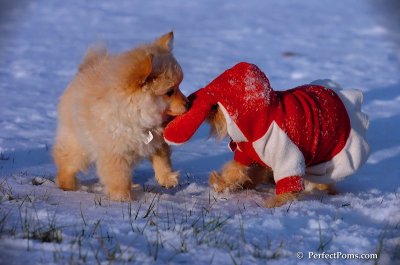 Dec4_07_1066.JPG