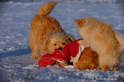 Dec4_07_1069.JPG