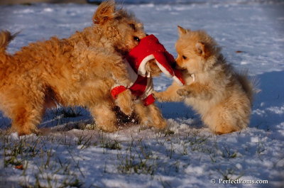 Dec4_07_1076.JPG