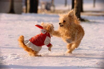 Dec4_07_971.JPG