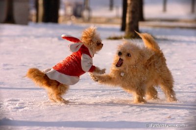 Dec4_07_972.JPG