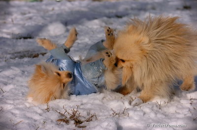 Dec4_07_489.JPG