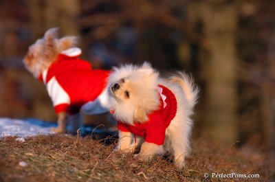 Dec5_07_400.JPG