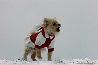 Dec15_07_500.JPG