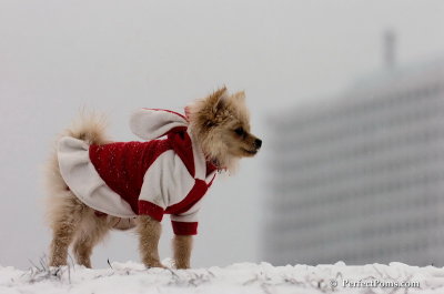 Dec15_07_504.JPG