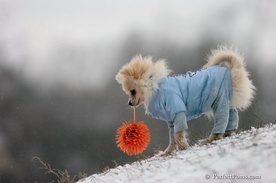 Dec15_07_533.JPG