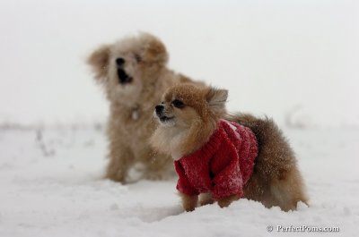 Dec15_07_089.JPG