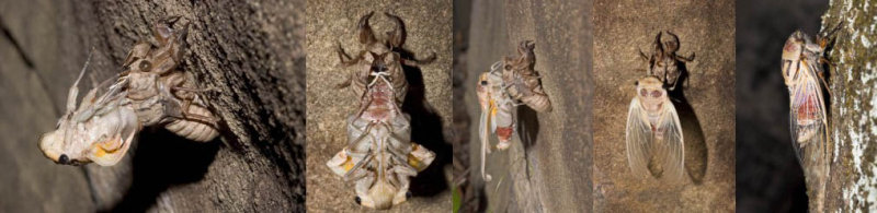 Cicada emergence - sequence