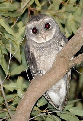 Sooty Owl - Tamborine Mountain Qld