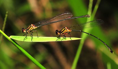 Nososticta solida