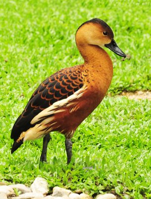 Wandering whistling duck