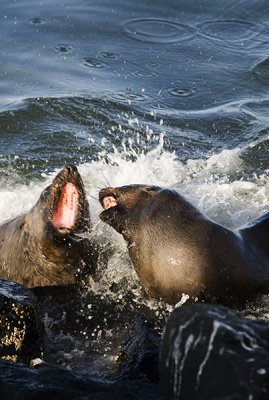 New Zealand Fur Seal - fight