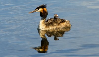 Giant crested grebe, Podiceps cristatus, with young on the back