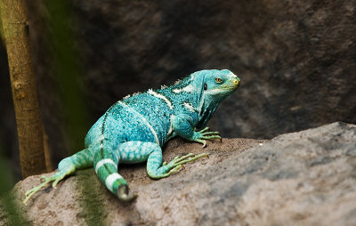 Iguana