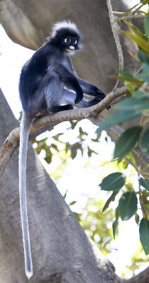 Dusky Langur Monkey