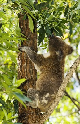 Koala feeding