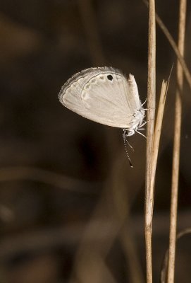 Famegana alsulus - Black-spotted grass blue