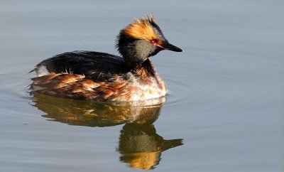 Bird Pond in Espoo