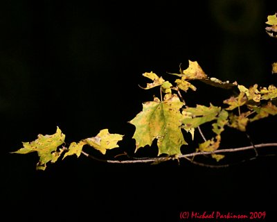 Leaf Peeping 00122 copy.jpg